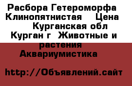 Расбора Гетероморфа (Клинопятнистая) › Цена ­ 40 - Курганская обл., Курган г. Животные и растения » Аквариумистика   